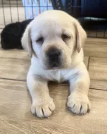 Prodej labradorského retrívra