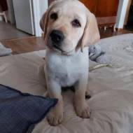 Prodej labradorského retrívra