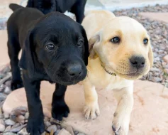 Prodej labradorského retrívra