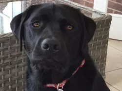 Prodej labradorského retrívra