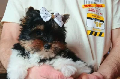 Biewer jorkšírský terier