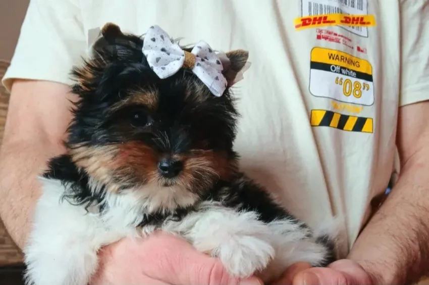 Biewer jorkšírský terier