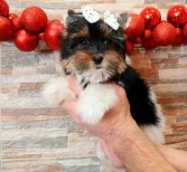 Biewer jorkšírský terier