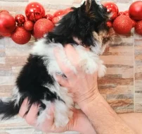 Biewer jorkšírský terier