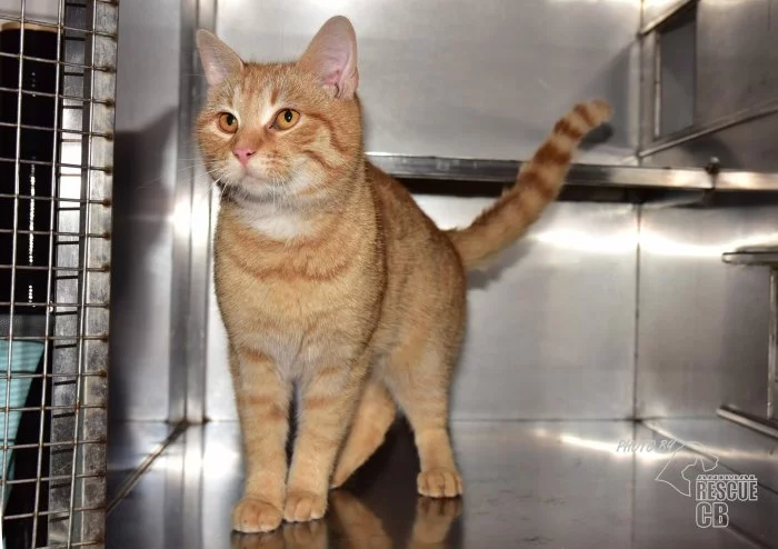 Darujeme nalezeného kocoura