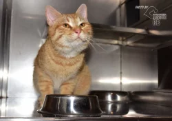 Darujeme nalezeného kocoura