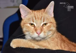 Darujeme nalezeného kocoura