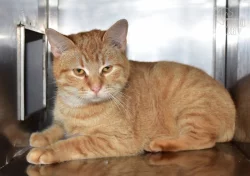 Darujeme nalezeného kocoura