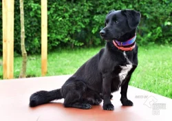 Darujeme nalezeného křížence