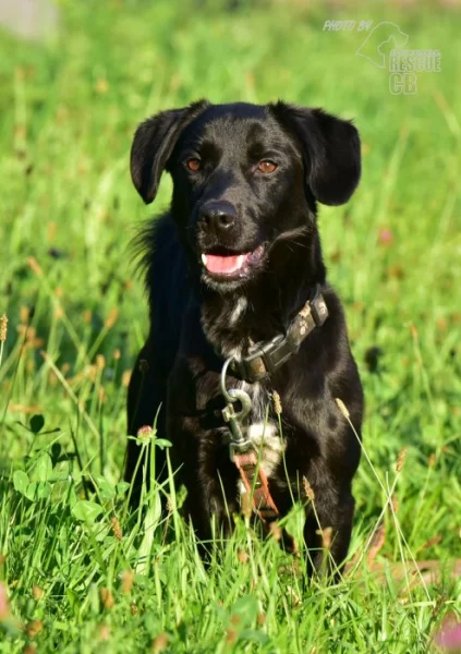 Darujeme nalezeného křížence