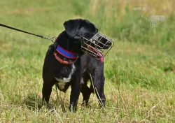 Darujeme nalezeného křížence