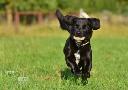 Darujeme nalezeného křížence