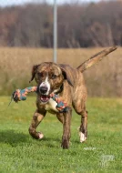 Darujeme nalezenou fenu křížence