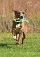 Darujeme nalezenou fenu křížence