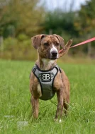 Darujeme nalezenou fenu křížence