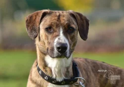 Darujeme nalezenou fenu křížence