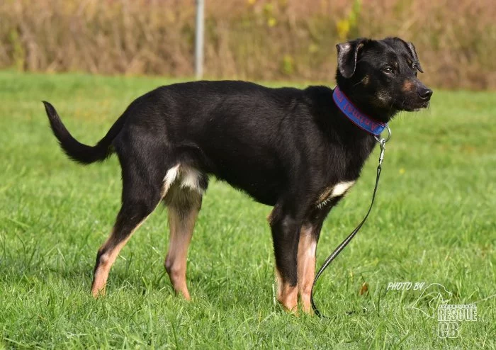 Darujeme nalezeného křížence