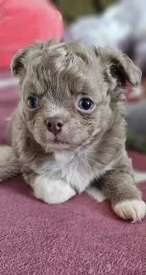 Čivava dlouhosrstá modrá štěňátka