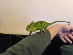 Chameleon jemenský
