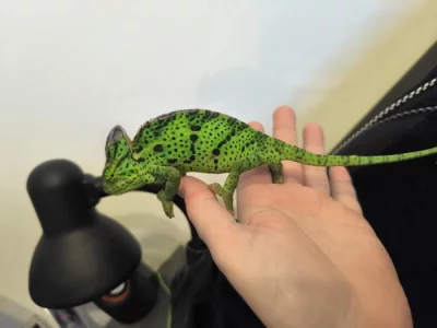 Chameleon jemenský