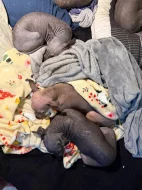 3,5-měsíční Americký bezsrstý teriér: modrý, bílý, černý - 3 pejsci