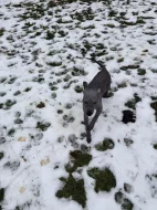 3,5-měsíční Americký bezsrstý teriér: modrý/černý