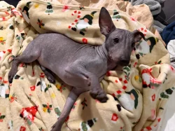 3,5-měsíční Americký bezsrstý teriér: modrý/černý