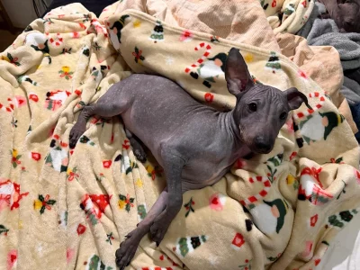 3,5-měsíční Americký bezsrstý teriér: modrý/černý