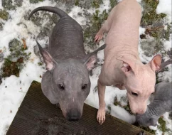 3,5-měsíční Americký bezsrstý teriér: modrý/černý