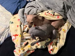 3,5 -měsíční Americký bezsrstý teriér: modrý/černý - 3 pejsci