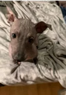 3,5 -měsíční Americký bezsrstý teriér: modrý/černý - 3 pejsci