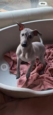 3,5 -měsíční Americký bezsrstý teriér: modrý/černý - 3 pejsci