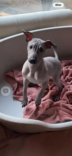 3,5 -měsíční Americký bezsrstý teriér: modrý/černý - 3 pejsci