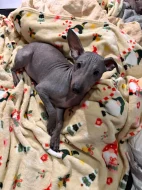 3,5-měsíční Americký bezsrstý teriér: modrý/černý