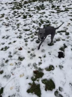 3,5-měsíční Americký bezsrstý teriér: modrý/černý