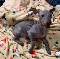 3,5-měsíční Americký bezsrstý teriér: modrý/černý