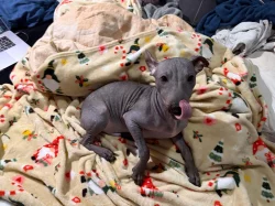 3,5-měsíční Americký bezsrstý teriér: modrý/černý