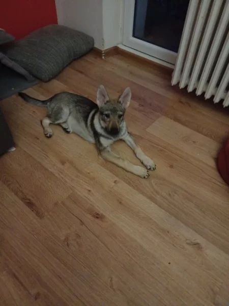 Prodám štěňátka