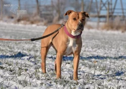 Darujeme opuštěnou fenu AST