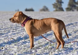 Darujeme opuštěnou fenu AST