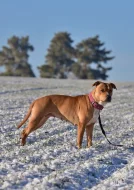 Darujeme opuštěnou fenu AST