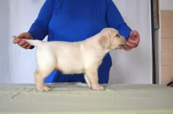 Labradorský retrívr