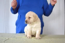 Labradorský retrívr