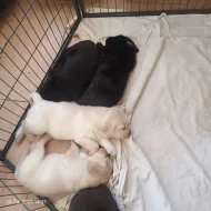 Labradorský retrívr