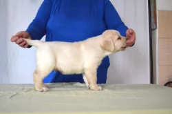 Labradorský retrívr