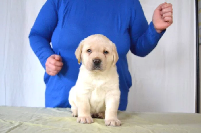 Labradorský retrívr