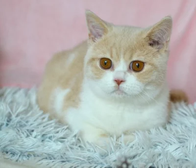 Britský kocourek s PP