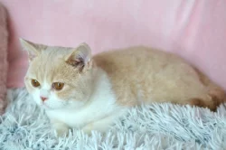 Britský kocourek s PP