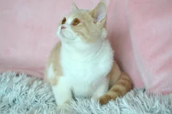 Britský kocourek s PP