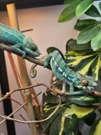 Chameleon pardálí Nosy be